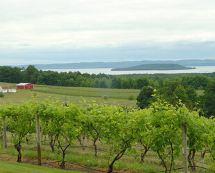 TRAVERSE CITY WINERIES